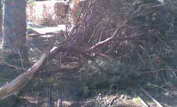 Tree Down
